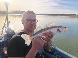 Zander