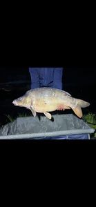 Leather Carp