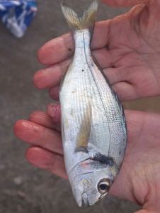 Gilthead Seabream