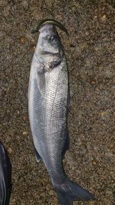 European Bass (Seabass)
