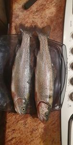 Rainbow Trout