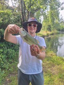 Largemouth Bass