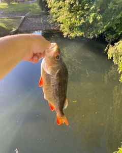 European Perch