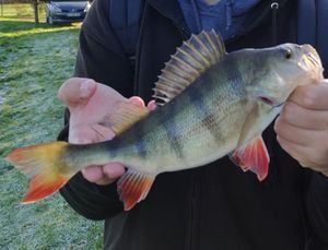 European Perch