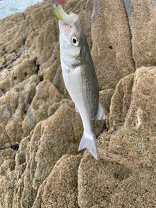European Bass (Seabass)