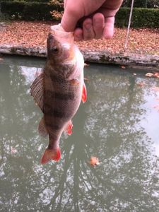 European Perch