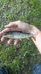 Brown Trout