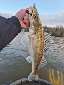 Zander