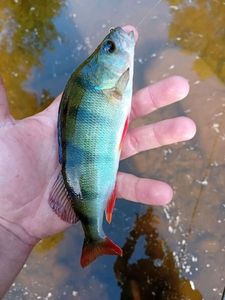 European Perch
