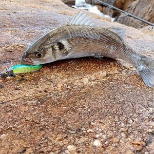 European Bass (Seabass)