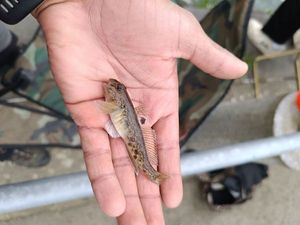 Giant Goby