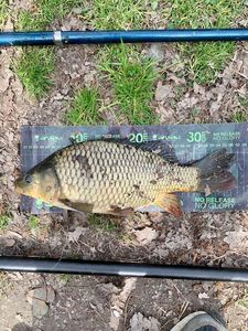 Common Carp