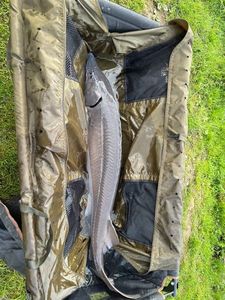 Sturgeon