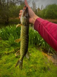 Northern Pike