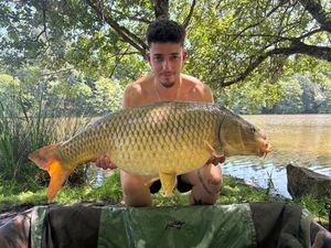 Common Carp