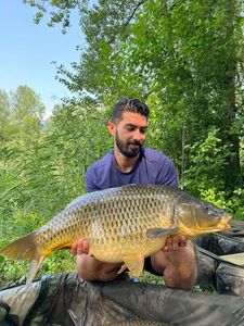Common Carp