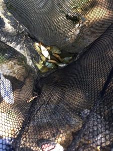 Green Sunfish