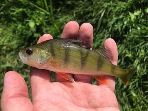 European Perch