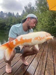 Koï Fish