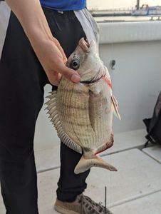 White Seabream