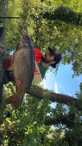 Common Carp