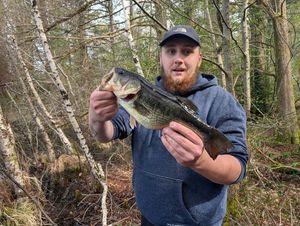 Largemouth Bass