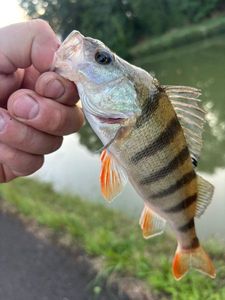 European Perch