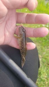 Round Goby