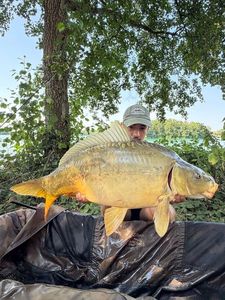 Mirror Carp