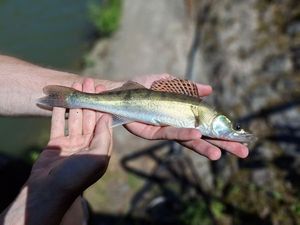Zander