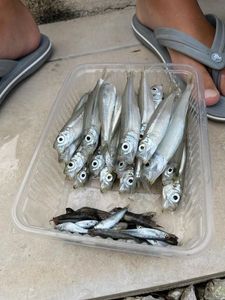 Smelt