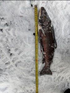 Brook Trout