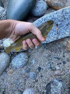 Brown Trout