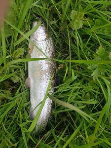 Rainbow Trout