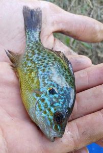 Green Sunfish