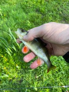 European Perch