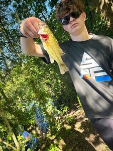 Largemouth Bass