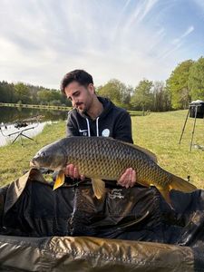 Common Carp
