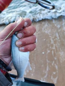 European Bass (Seabass)