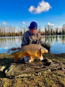 Mirror Carp