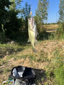 Largemouth Bass