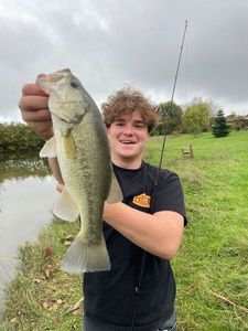 Largemouth Bass