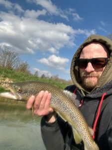 Brown Trout