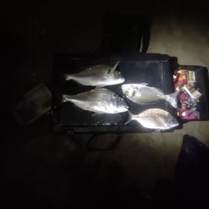 Gilthead Seabream