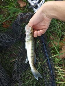 Zander