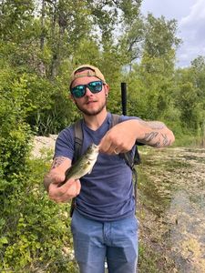 Largemouth Bass