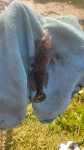 Round Goby