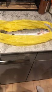 Rainbow Trout