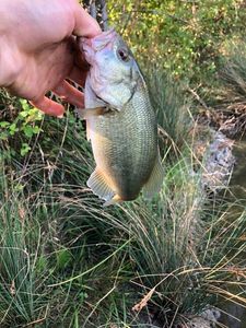 Largemouth Bass