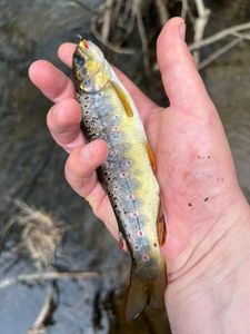 Brown Trout